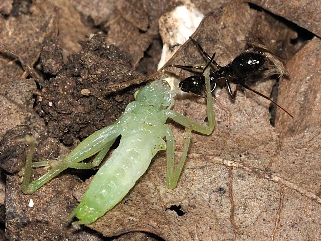 Dura la vita per le formiche! Formica sp.trasporta ortottero